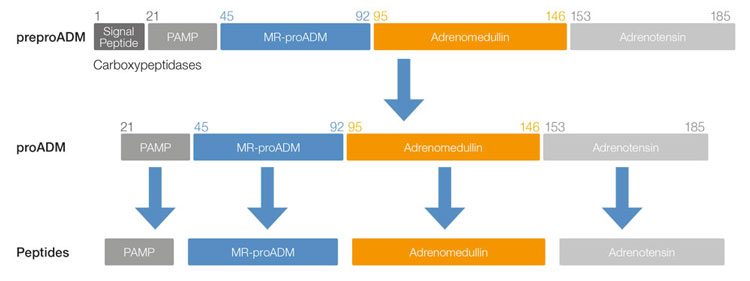 biosynthesis mrproadm